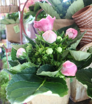 boutique de fleurs Ile de Ré